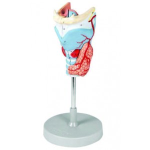 Larynx Model, 2 Times Enlarged - 5 Parts
